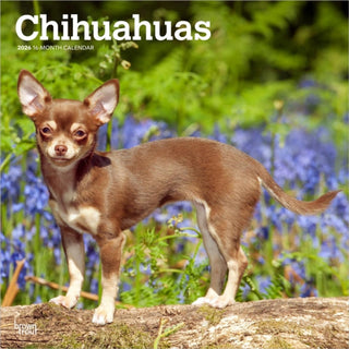 Cover image for 9798330702947 - Chihuahuas 2026 Square Flap Calendar