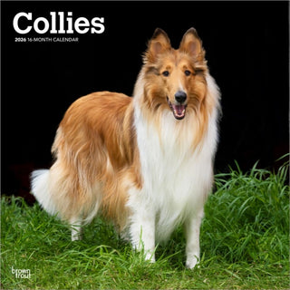 Cover image for 9798330702985 - Collies 2026 Square Flap Calendar