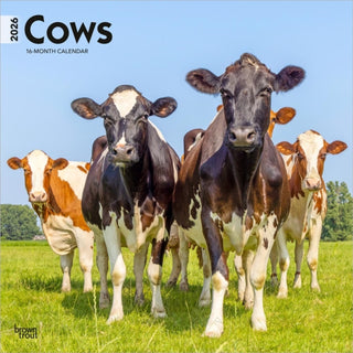 Cover image for 9798330703067 - Cows 2026 Square Flap Calendar