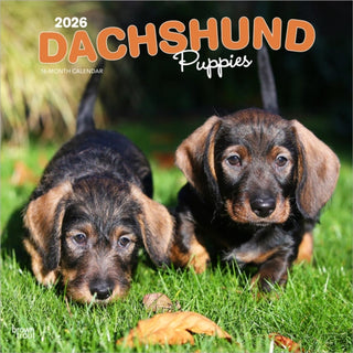Cover image for 9798330703098 - Dachshund Puppies 2026 Square Flap Calendar