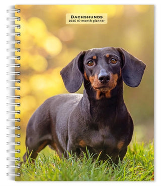 Cover image for 9798330703104 - Dachshunds 2026 Engagement Diary