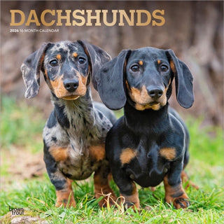 Cover image for 9798330703128 - Dachshunds 2026 Square Flap Foil Calendar