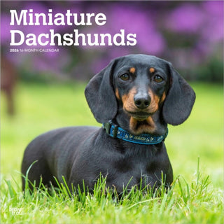 Cover image for 9798330703135 - Dachshunds, Miniature 2026 Square Flap Calendar