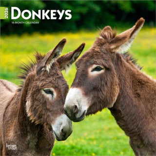 Cover image for 9798330703173 - Donkeys 2026 Square Flap Calendar