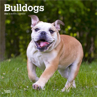 Cover image for 9798330703210 - Bulldogs 2026 Square Flap Calendar
