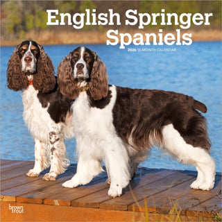 Cover image for 9798330703227 - English Springer Spaniels 2026 Square Flap Calendar