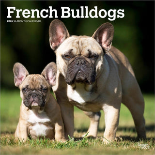 Cover image for 9798330703302 - French Bulldogs 2026 Square Flap Calendar