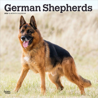 Cover image for 9798330703388 - German Shepherds 2026 Square Flap Calendar