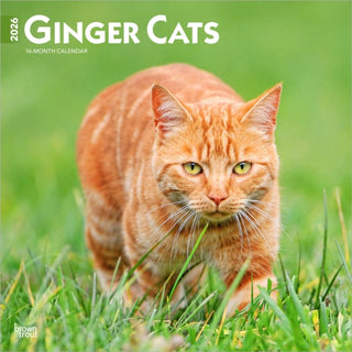 Cover image for 9798330703425 - Ginger Cats 2026 Square Flap Calendar
