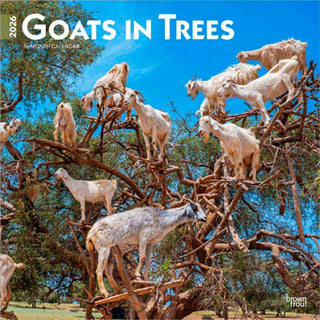 Cover image for 9798330703449 - Goats in Trees 2026 Square Flap Calendar