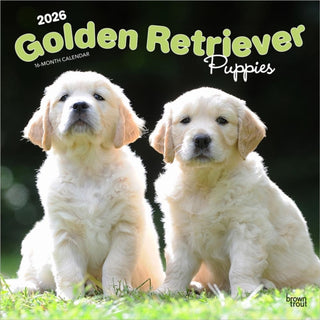 Cover image for 9798330703463 - Golden Retriever Puppies 2026 Square Flap Calendar