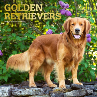 Cover image for 9798330703494 - Golden Retrievers 2026 Square Flap Foil Calendar