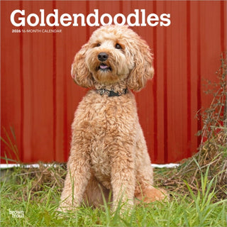 Cover image for 9798330703500 - Goldendoodles 2026 Square Flap Calendar