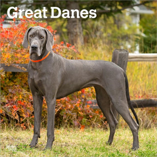 Cover image for 9798330703524 - Great Danes 2026 Square Flap Calendar