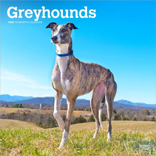 Supplemental image for 9798330703555 - Greyhounds 2026 Square Flap Calendar