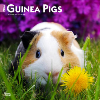 Cover image for 9798330703579 - Guinea Pigs 2026 Square Flap Calendar