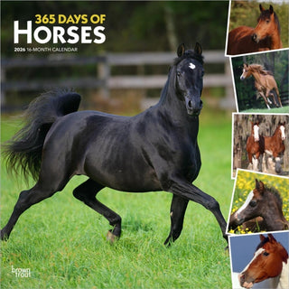 Cover image for 9798330703760 - Horses, 365 Days of, 2026 Square Flap Calendar