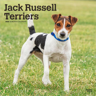Cover image for 9798330703975 - Jack Russell Terriers 2026 Square Flap Calendar