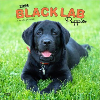 Cover image for 9798330704194 - Labrador Retriever Puppies, Black 2026 Square Flap Calendar