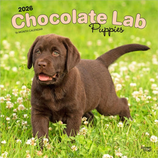 Cover image for 9798330704200 - Labrador Retriever Puppies, Chocolate 2026 Square Flap Calendar