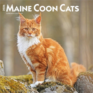 Cover image for 9798330704460 - Maine Coon Cats 2026 Square Flap Calendar