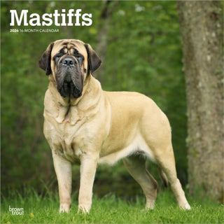 Cover image for 9798330704538 - Mastiffs 2026 Square Flap Calendar