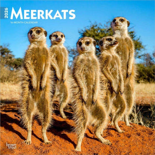 Cover image for 9798330704545 - Meerkats 2026 Square Flap Calendar