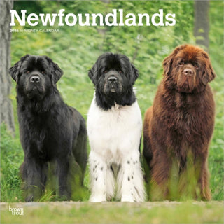 Cover image for 9798330704903 - Newfoundlands 2026 Square Flap Calendar