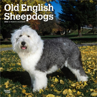 Cover image for 9798330704989 - Old English Sheepdogs 2026 Square Flap Calendar