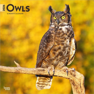 Cover image for 9798330705054 - Owls 2026 Square Flap Calendar