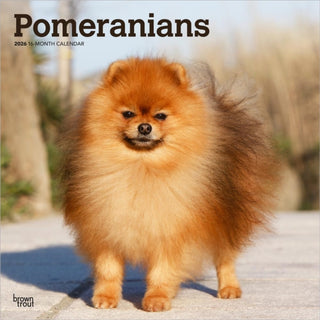 Cover image for 9798330705153 - Pomeranians 2026 Square Flap Calendar