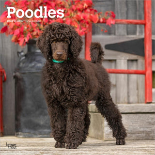 Cover image for 9798330705160 - Poodles 2026 Square Flap Calendar