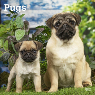 Cover image for 9798330705238 - Pugs 2026 Square Flap Calendar