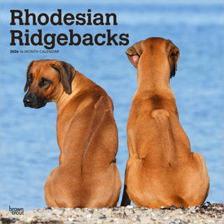 Cover image for 9798330705337 - Rhodesian Ridgebacks 2026 Square Flap Calendar