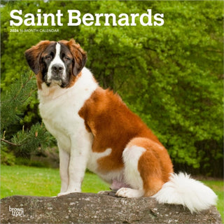 Supplemental image for 9798330705405 - Saint Bernards 2026 Square Flap Calendar