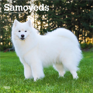 Cover image for 9798330705412 - Samoyeds 2026 Square Flap Calendar
