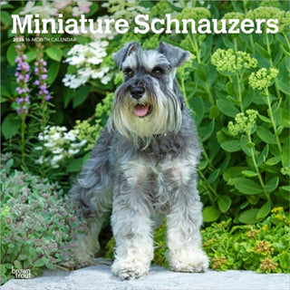 Cover image for 9798330705467 - Schnauzers, Miniature 2026 Square Flap Calendar