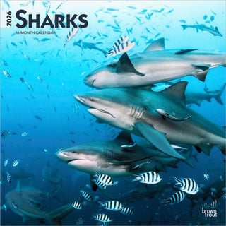 Cover image for 9798330705504 - Sharks 2026 Square Flap Calendar