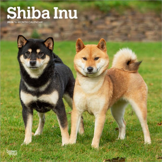 Cover image for 9798330705528 - Shiba Inu 2026 Square Flap Calendar