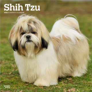 Cover image for 9798330705535 - Shih Tzu 2026 Square Flap Calendar