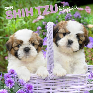 Cover image for 9798330705559 - Shih Tzu Puppies 2026 Square Flap Calendar