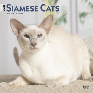 Cover image for 9798330705573 - Siamese Cats 2026 Square Flap Calendar