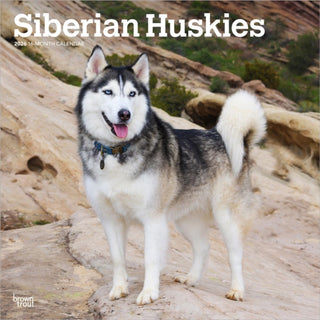 Cover image for 9798330705580 - Siberian Huskies 2026 Square Flap Calendar