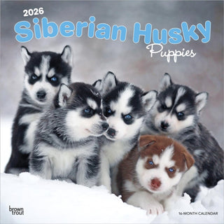 Cover image for 9798330705603 - Siberian Husky Puppies 2026 Square Flap Calendar