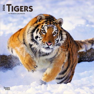 Cover image for 9798330705900 - Tigers 2026 Square Flap Calendar