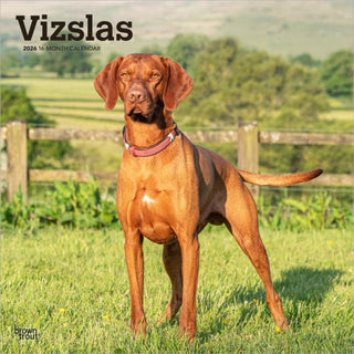 Cover image for 9798330706167 - Vizslas 2026 Square Flap Calendar