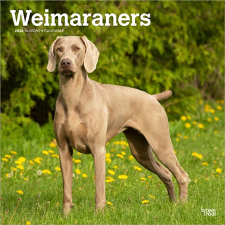 Supplemental image for 9798330706211 - Weimaraners 2026 Square Flap Calendar