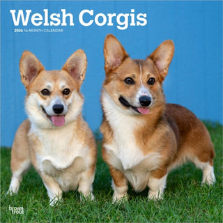 Supplemental image for 9798330706235 - Welsh Corgis 2026 Square Flap Calendar