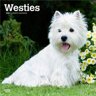 Cover image for 9798330706280 - West Highland White Terriers 2026 Square Flap Calendar