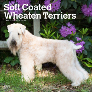 Cover image for 9798330706310 - Wheaten Terriers, Soft Coated 2026 Square Flap Calendar